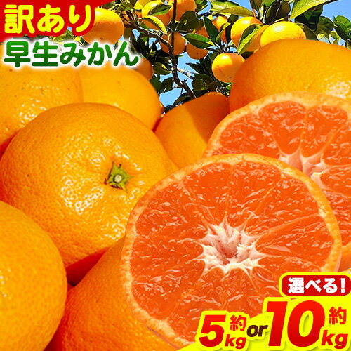 みかん 和歌山 訳あり 早生 みかん 選べる 5kg 10kg ( サイズ おまかせ ) どの坂果樹園《12月上旬-1月末頃出荷予定》 和歌山県 日高町 産地直送 家庭用 規格外 不揃い 果物 柑橘 サイズ 不選別 訳ありみかん わけありみかん