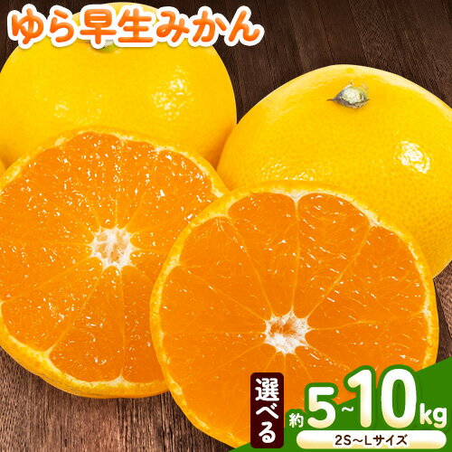 ＜今年出荷残りわずか！＞ゆら 早生 みかん 選べる 内容量 約 5kg (2S〜Lサイズ) 約 10kg (2S〜Lサイズ) どの坂果樹園《2025年10月中旬-12月上旬頃出荷予定》 和歌山県 日高町 みかん ゆら早生 旬 柑橘 フルーツ 果物 ミカン 蜜柑