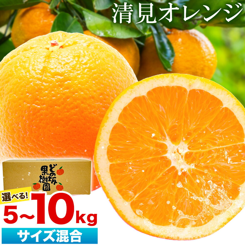 熟成 清見オレンジ 10kg 5kg どの坂果樹園《2026年3月上旬-5月中旬頃出荷》 和歌山県 日高町 清見オレンジ 旬 柑橘 フルーツ 果物 オレンジ 熟成