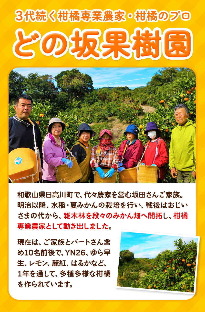 【ふるさと納税】熟成 清見オレンジ 10kg 5kg どの坂果樹園《2026年3月上旬-5月中旬頃出荷》 和歌山県 日高町 清見オレンジ 旬 柑橘 フルーツ 果物 オレンジ 熟成 サムネイル3