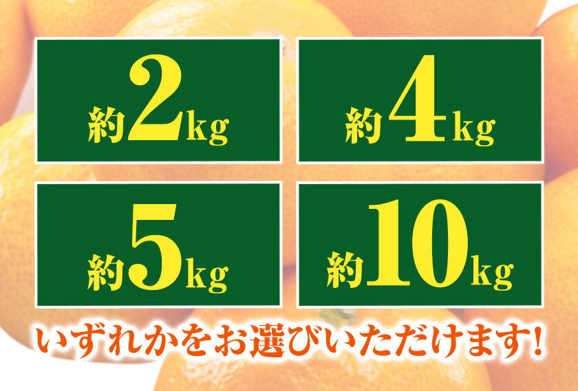 【ふるさと納税】迫力満点！大粒 有田みかん 2L〜4Lサイズ 選べる内容量 約 2kg 約 4kg 約 5kg 約 10kg 有田マルシェ《11月上旬-1月上旬頃出荷予定》 和歌山県 日高町 みかん 大粒 有田みかん 温州みかん 柑橘 フルーツ ミカン 蜜柑 送料無料 サムネイル3