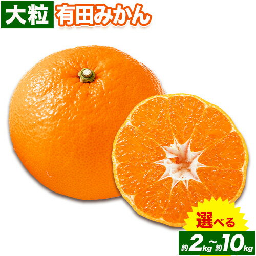 迫力満点！大粒 有田みかん 2L〜4Lサイズ 選べる内容量 約 2kg 約 4kg 約 5kg 約 10kg 有田マルシェ《11月上旬-1月上旬頃出荷予定》 和歌山県 日高町 みかん 大粒 有田みかん 温州みかん 柑橘 フルーツ ミカン 蜜柑 送料無料