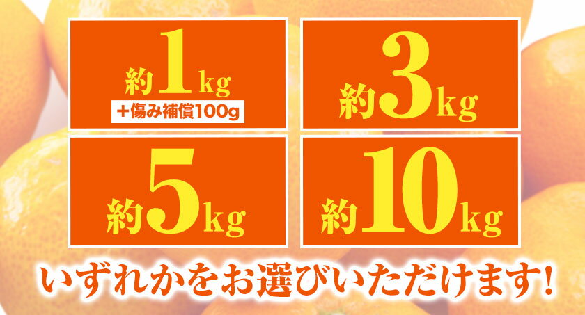 【ふるさと納税】みかん ご 家庭用 完熟 有田みかん 約 1kg 約 3kg 約 5kg 約10kg有田マルシェ《選べる出荷時期 11月出荷 もしくは 12月出荷予定》 和歌山県 日高町 みかん 有田みかん 柑橘 フルーツ 完熟 送料無料 訳あり みかん 蜜柑 ミカン 柑橘 サムネイル3