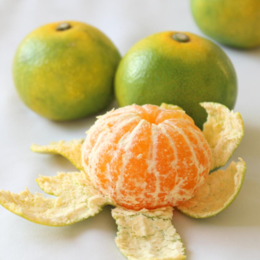 【ふるさと納税】 ＼新登場／ みかん 家庭用 ゆら早生 / 極早生 温州みかん 柑橘 和歌山 由良町 甘い 2kg 4kg 5kg 7kg 10kg ※沖縄・北海道・離島配送不可 ※10月上旬から順次発送 サムネイル2