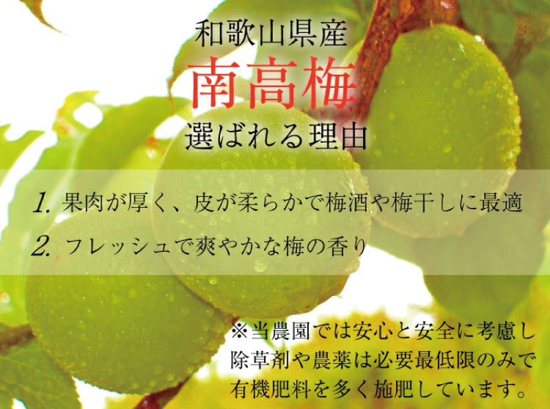 【ふるさと納税】【梅干・梅酒用】（4Lまたは3L－10kg）熟南高梅＜2026年6月上旬～7月上旬ころ発送予定＞フルーツ 果物 くだもの 食品 人気 おすすめ 送料無料【ART09】 サムネイル2
