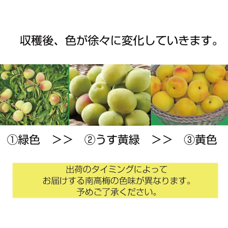 【ふるさと納税】【梅干・梅酒用】（4Lまたは3L－10kg）熟南高梅＜2026年6月上旬～7月上旬ころ発送予定＞フルーツ 果物 くだもの 食品 人気 おすすめ 送料無料【ART09】 サムネイル3
