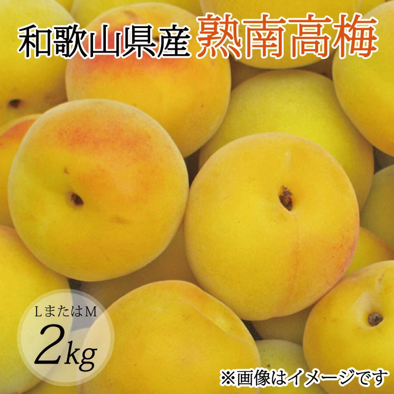 【梅干・梅酒用】（LまたはM－2Kg）熟南高梅＜2026年6月上旬～7月上旬頃発送予定＞フルーツ 果物 くだもの 食品 人気 おすすめ 送料無料【ART07】