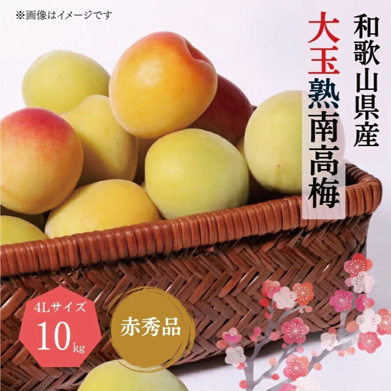 【梅干・梅酒用】大玉4Lサイズ約10kg熟南高 生梅 赤秀品＜2026年6月上旬～7月上旬頃発送予定＞【ART02】 | フルーツ 果物 くだもの 食品 人気 おすすめ 送料無料