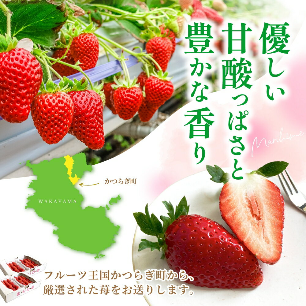 【ふるさと納税】まりひめイチゴ L～2L 12粒～15粒×4パック【2026年1月中旬から発送】【先行販売】【KG8】 | 苺 イチゴ いちご フルーツ 果物 くだもの 食品 人気 おすすめ 送料無料 サムネイル2