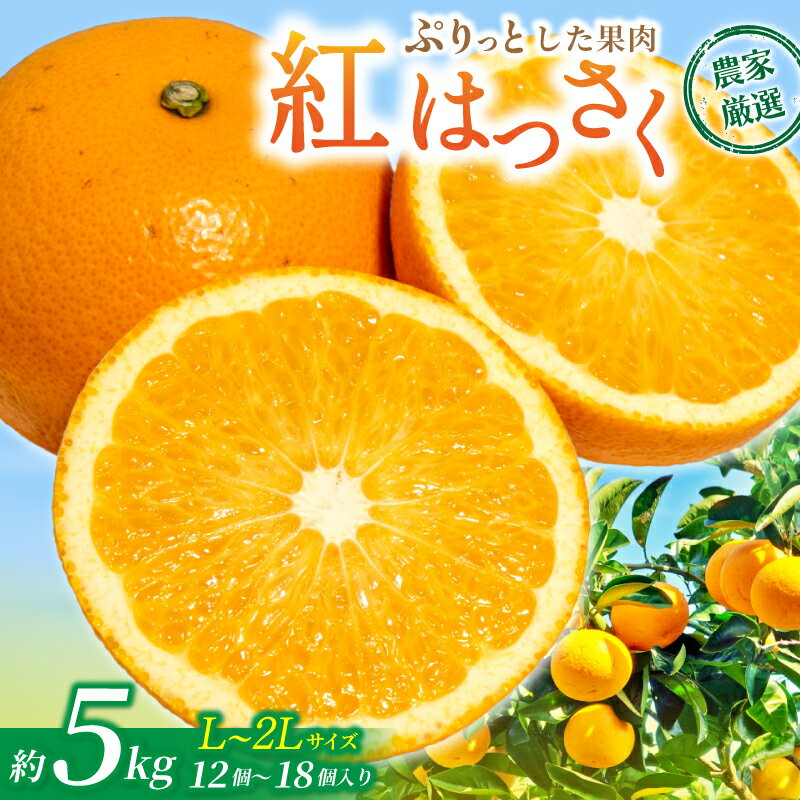 先行予約！希少な紅はっさく 12～18個入り（L～2Lサイズ）【2025年1月初旬頃から発送】【KG9】 | はっさく フルーツ 果物 くだもの 食品 人気 おすすめ 送料無料