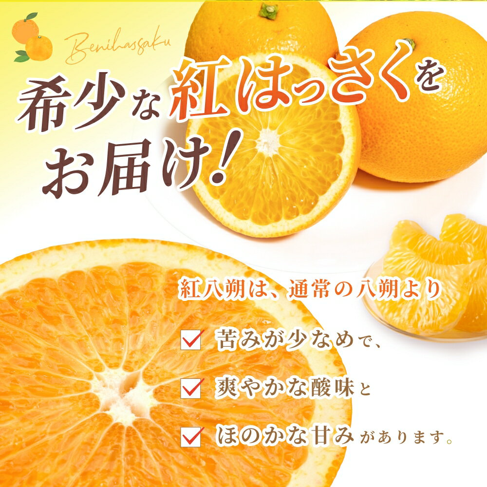 【ふるさと納税】先行予約！希少な紅はっさく 12～18個入り（L～2Lサイズ）【2025年1月初旬頃から発送】【KG9】 | はっさく フルーツ 果物 くだもの 食品 人気 おすすめ 送料無料 サムネイル2