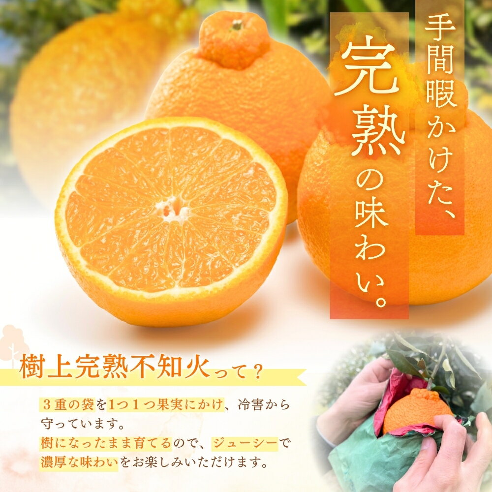 【ふるさと納税】 【先行予約】【数量わずか】樹上完熟しらぬい（不知火） 約2kg(6個) 秀品 2026年2月下旬～2026年4月中旬頃に順次発送予定（お届け日指定不可）/ 和歌山 みかん しらぬい 不知火 フルーツ 柑橘 蜜柑 果物 くだもの サムネイル2