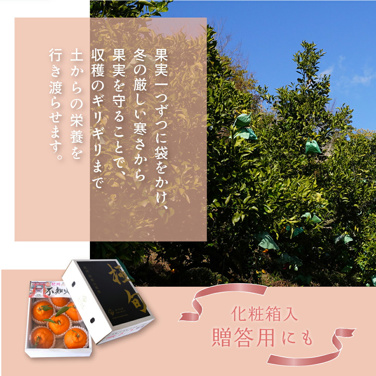 【ふるさと納税】【贈答用化粧箱入】 不知火 樹上完熟 約2kg （5～8個入）【2026年2月中旬頃から発送】【KG10】 | みかん 蜜柑 フルーツ 果物 くだもの 食品 人気 おすすめ 送料無料 サムネイル3