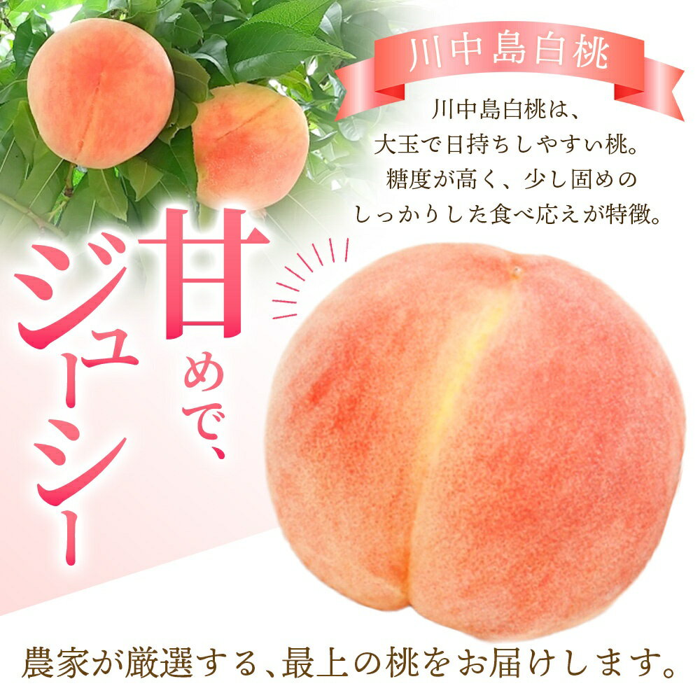 【ふるさと納税】【秀品】川中島白桃 食べきりやすい3個入り【2026年7月末頃～2026年8月末頃に順次発送予定】（お届け日指定不可） こだわり 農家厳選 先行予約 モモ 【KG16】 | もも フルーツ 果物 くだもの 食品 人気 おすすめ 送料無料 サムネイル2