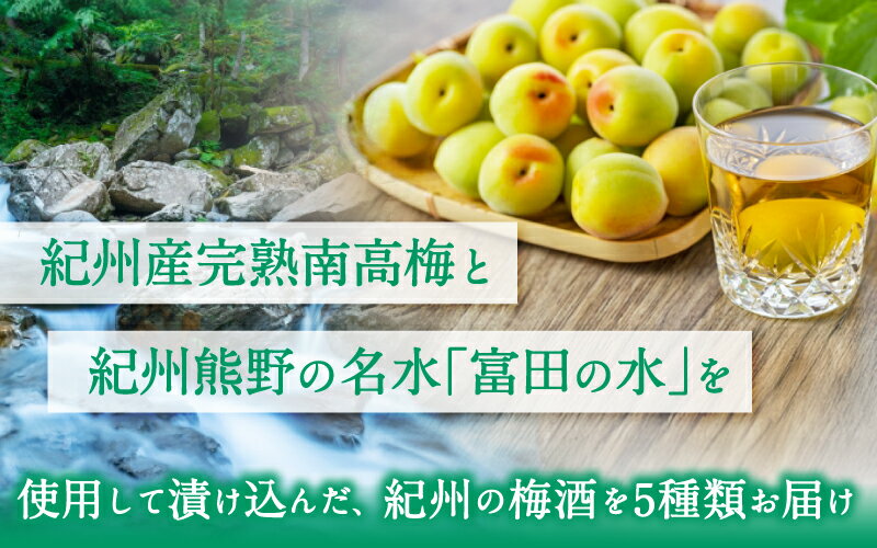 【ふるさと納税】紀州の梅酒 飲み比べ5本セット（白・赤・蜂蜜・黒糖・樽） 酒 お酒 アルコール飲料 セット 飲み比べ 梅酒 梅 紀州梅 黒糖 //best サムネイル2
