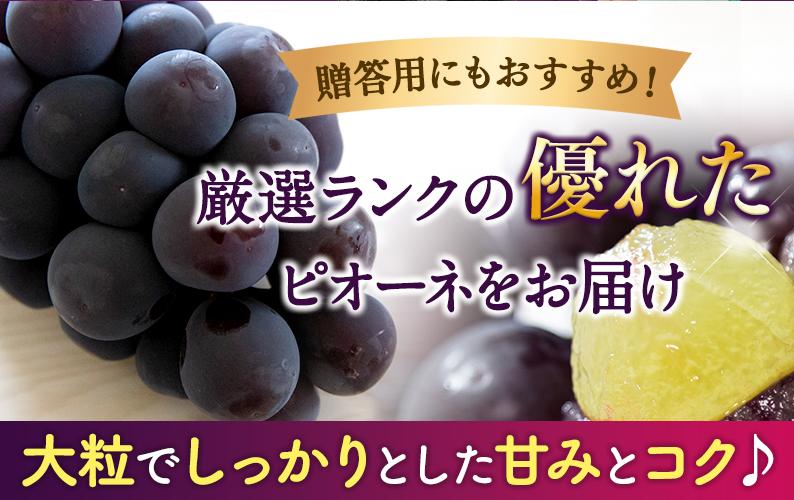 【ふるさと納税】 【2026年先行予約】 ピオーネ たねなし 厳選 / ぶどう 種無し 甘い 高級 和歌山 2kg 3kg ※8月中旬～9月中旬に順次発送 ※北海道・沖縄・離島への配送不可 サムネイル3