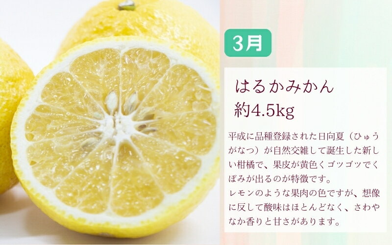 【ふるさと納税】【全3回】 【2月・3月・4月発送】 和歌山の春の柑橘 （ポンカン・はるか・ブラッドオレンジ）秀品 サムネイル3