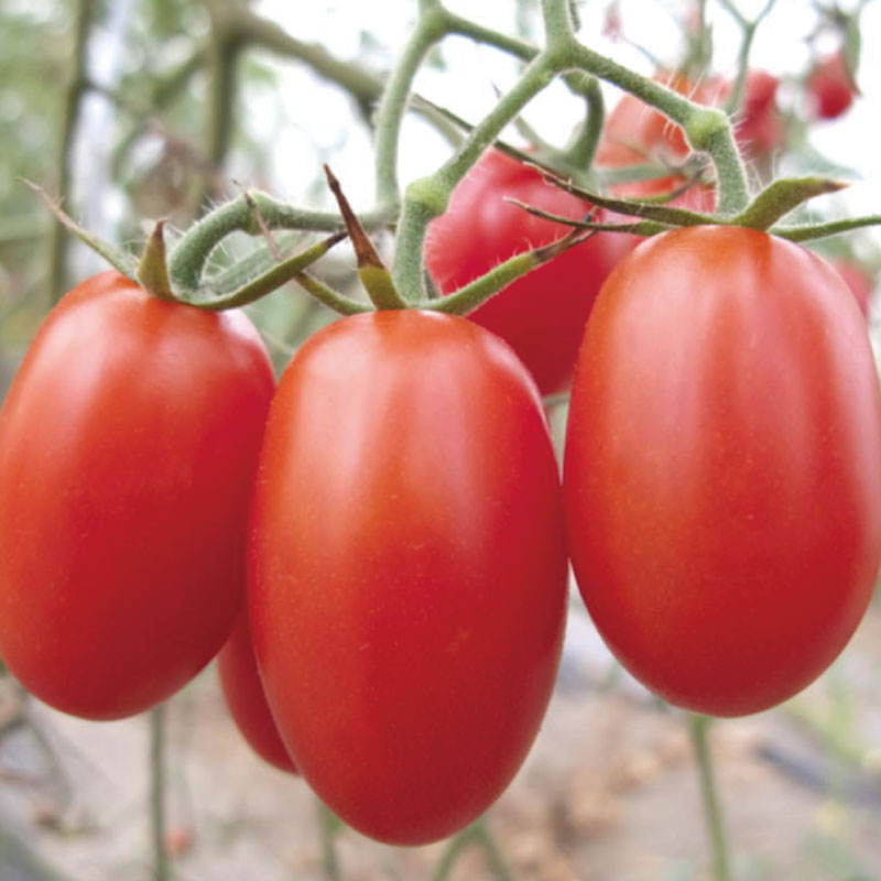 【ふるさと納税】 和歌山産 ミニトマト 「 アイコトマト 」 約2kg（S・Mサイズおまかせ）［TM109］ / 和歌山 由良 和歌山県 由良町 和歌山県由良町 楽天ふるさと 納税 取り寄せ お取り寄せ グルメ お取り寄せグルメ ご当地 ご当地グルメ トマト ミニトマト 野菜 - 画像2