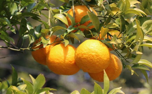 【ふるさと納税】【先行予約】【産直】【2026年先行予約】和歌山由良町産の木成り熟成八朔約10kg『サイズが選べる』（S～Lサイズ/L～4Lサイズをお届け）※2026年3月中旬～2026年4月中旬頃順次発送【TM137】 | 木成り 八朔 はっさく 熟成 10kg サイズ混合 サイズおまかせ サムネイル3