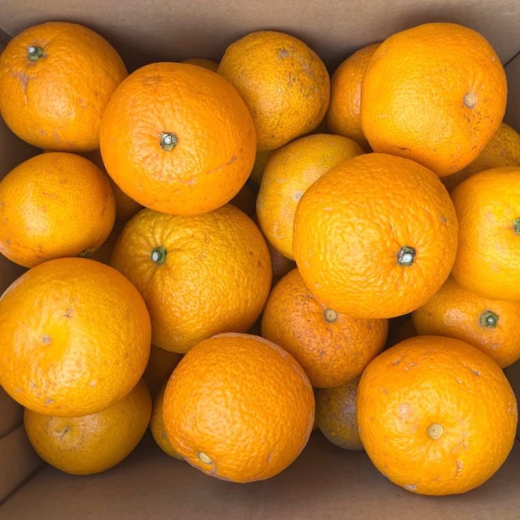 【ふるさと納税】【先行予約】【産直】【2026年先行予約】和歌山由良町産の木成り熟成八朔訳ありご家庭用約10kg（サイズ混合）※2026年3月中旬～2026年4月中旬頃順次発送【TM134】 | 八朔 はっさく 熟成 家庭用 10kg 訳あり サイズ混合 サイズおまかせ 産地直送 由良町 サムネイル2