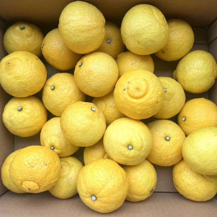 【ふるさと納税】【さわやか柑橘】和歌山県産はるかみかん約4.5kg（サイズ混合　秀品）※2026年2月下旬～2026年3月下旬頃順次発送【TM162】 | フルーツ 果物 くだもの 食品 人気 おすすめ 送料無料 サムネイル3