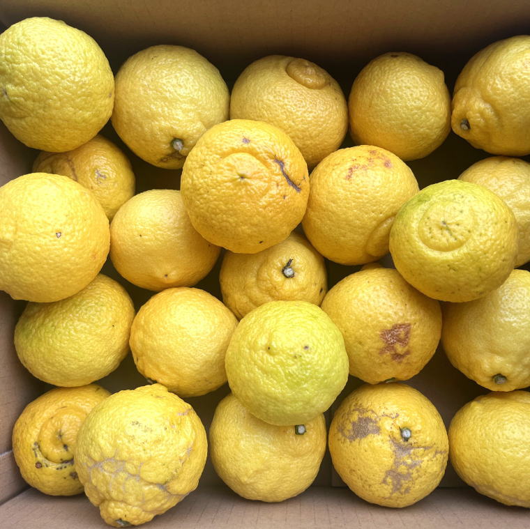 【ふるさと納税】【さわやか柑橘】和歌山県産はるかみかん約4.5kg（サイズ混合　ご家庭用）※2026年2月下旬～2026年3月下旬頃頃順次発送【TM161】 | はるか フルーツ 果物 くだもの 食品 人気 おすすめ 送料無料 サムネイル3