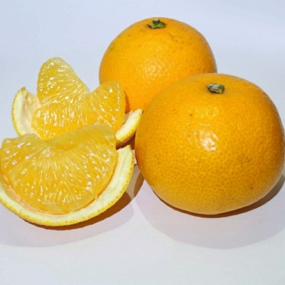 【ふるさと納税】【先行予約】【手選果　訳あり】和歌山由良町産八朔約10kg(サイズ混合・ご家庭用)※2026年1月中旬～2026年2月下旬頃順次発送 サムネイル2