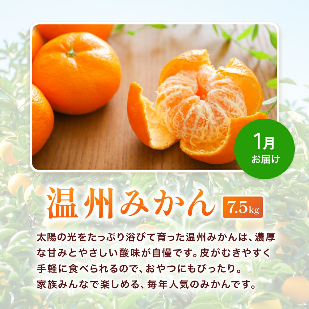 【ふるさと納税】 【たっぷり23.5kg】 訳あり みかん 定期便 / 大容量 温州みかん 不知火 清見 オレンジ 柑橘 フルーツ 和歌山 サムネイル3