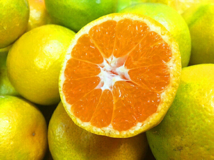 【ふるさと納税】 【2026年発送】和歌山有田産ゆら早生みかん 【選べる容量】5kg 10kg ※2026年10月中旬頃〜11月上旬頃に順次発送予定 | 和歌山 由良 ふるさと 納税 取り寄せ お取り寄せ フルーツ ご当地 果物 みかん ミカン 蜜柑 支援 支援品 返礼品 返礼 特産品 名産 サムネイル2