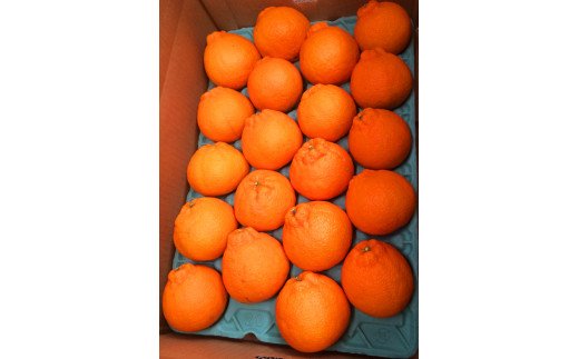 【ふるさと納税】高級ブランド田村の完熟紀州デコ(不知火)【先行予約】※2026年2月下旬頃～3月中旬頃に順次発送予定(お届け日指定不可) 【UT44】 | 由良町 和歌山 由良 ふるさと 納税 取り寄せ お取り寄せ フルーツ お取り寄せフルーツ ご当地 果物 柑橘 柑橘類 かんきつ類 サムネイル3