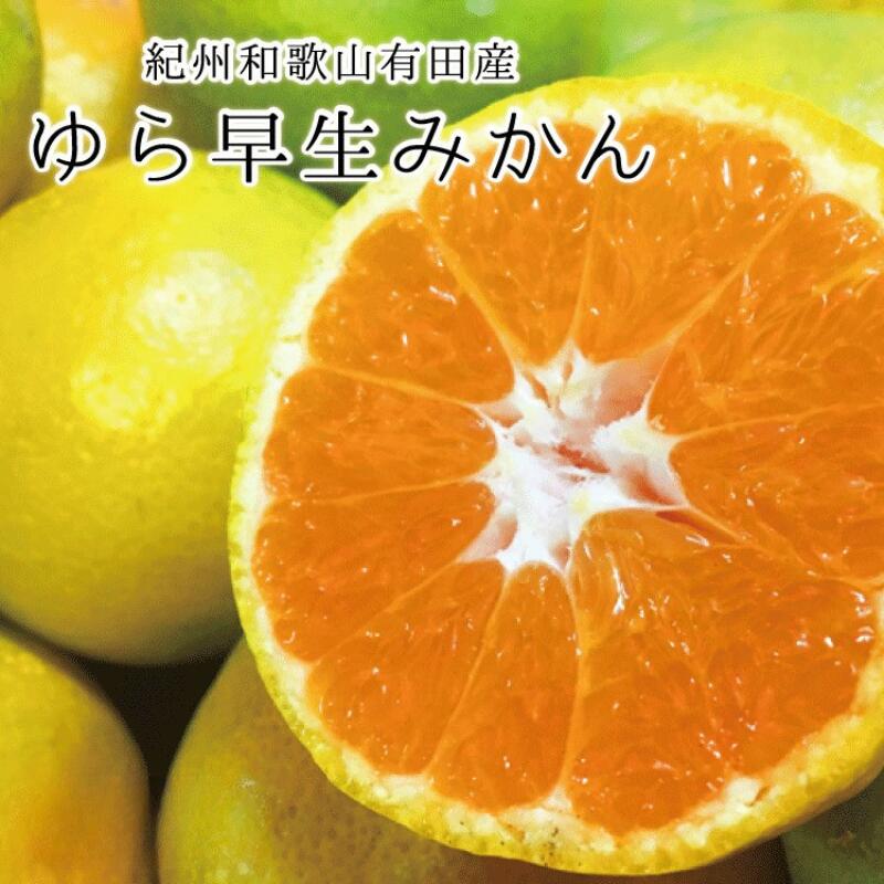 【2026年発送】和歌山有田産ゆら早生みかん 【選べる容量】5kg 10kg ※2026年10月中旬頃〜11月上旬頃に順次発送予定 | 和歌山 由良 ふるさと 納税 取り寄せ お取り寄せ フルーツ ご当地 果物 みかん ミカン 蜜柑 支援 支援品 返礼品 返礼 特産品 名産