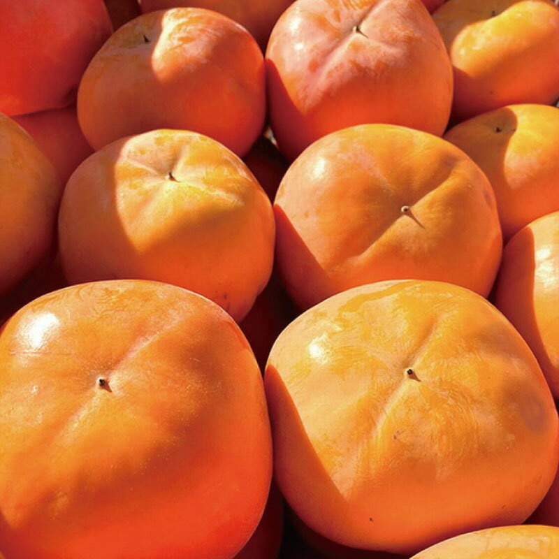 【ふるさと納税】 【2026年発送】【ご家庭用】平核無柿（ひらたねなしがき）【選べる容量】約3.5kg 約7.5kg 和歌山秋の味覚 ※2026年10月上旬頃〜11月上旬頃順次発送（お届け日指定不可） | フルーツ 果物 くだもの 食品 人気 おすすめ 送料無料 サムネイル2