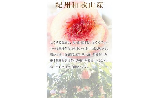 【ふるさと納税】 秀品 桃 和歌山 / 3玉 化粧箱入 ※2026年6月下旬より順次発送 サムネイル3