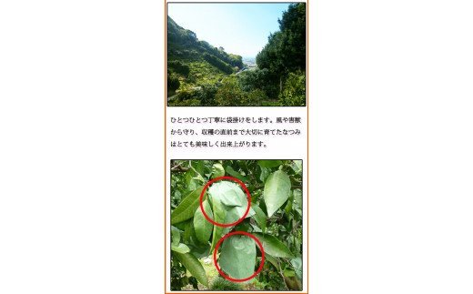 【ふるさと納税】初夏のみかん　なつみ 【選べる容量】約3kg 約5kg【2026年4月中旬頃〜2026年4月下旬頃発送】【先行予約】【UT56】 サムネイル3