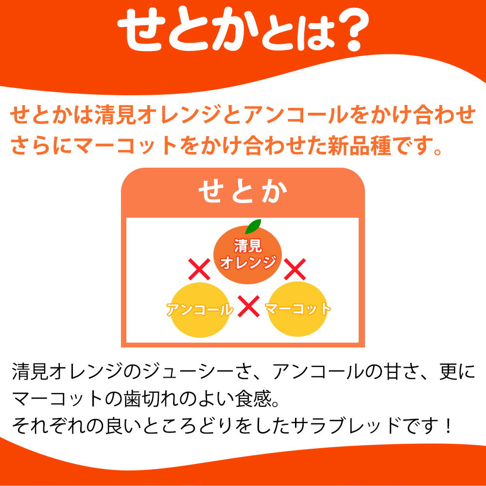 【ふるさと納税】紀州有田産せとか約2.5kg　とろける食感！ジューシー柑橘【2026年2月上旬以降発送】【先行予約】【UT02】 | 和歌山県由良町 ふるさと 納税 取り寄せ お取り寄せ フルーツ お取り寄せフルーツ ご当地 果物 柑橘 柑橘類 かんきつ類 くだもの サムネイル3