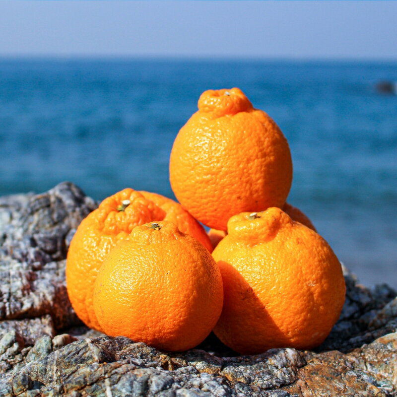 〔和歌山県産／ご家庭用〕（5kg）完熟不知火!甘酸っぱい味わいと芳醇な風味がたまらない高級柑橘! | フルーツ 果物 くだもの 食品 人気 おすすめ 送料無料