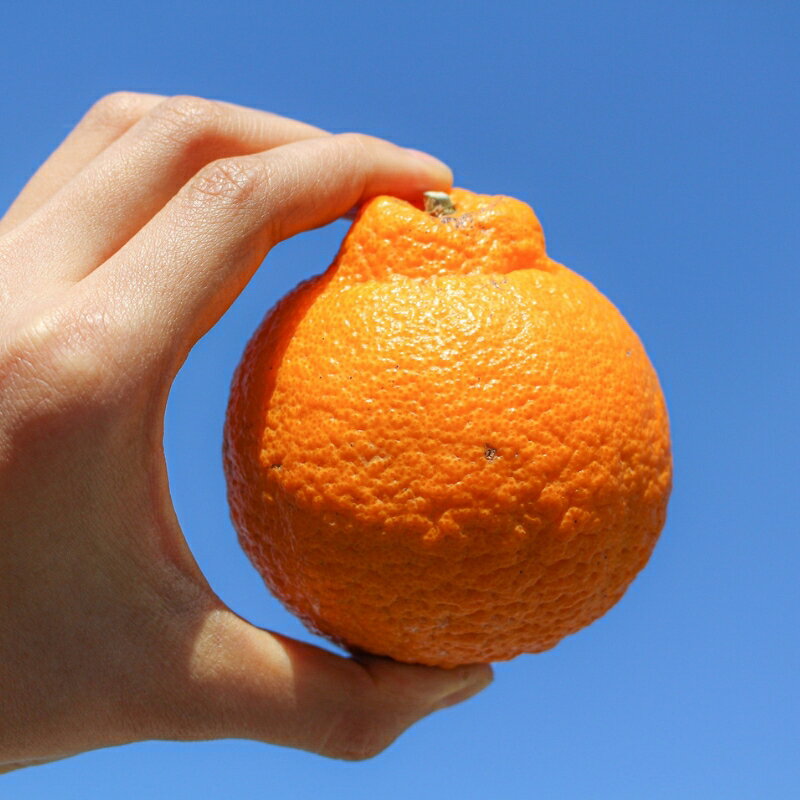 【ふるさと納税】〔和歌山県産／ご家庭用〕（5kg）完熟不知火!甘酸っぱい味わいと芳醇な風味がたまらない高級柑橘! | フルーツ 果物 くだもの 食品 人気 おすすめ 送料無料 サムネイル2