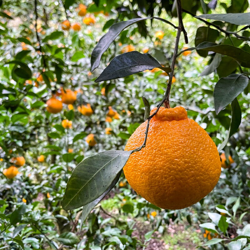【ふるさと納税】〔和歌山県産／ご家庭用〕（5kg）完熟不知火!甘酸っぱい味わいと芳醇な風味がたまらない高級柑橘! | フルーツ 果物 くだもの 食品 人気 おすすめ 送料無料 サムネイル3