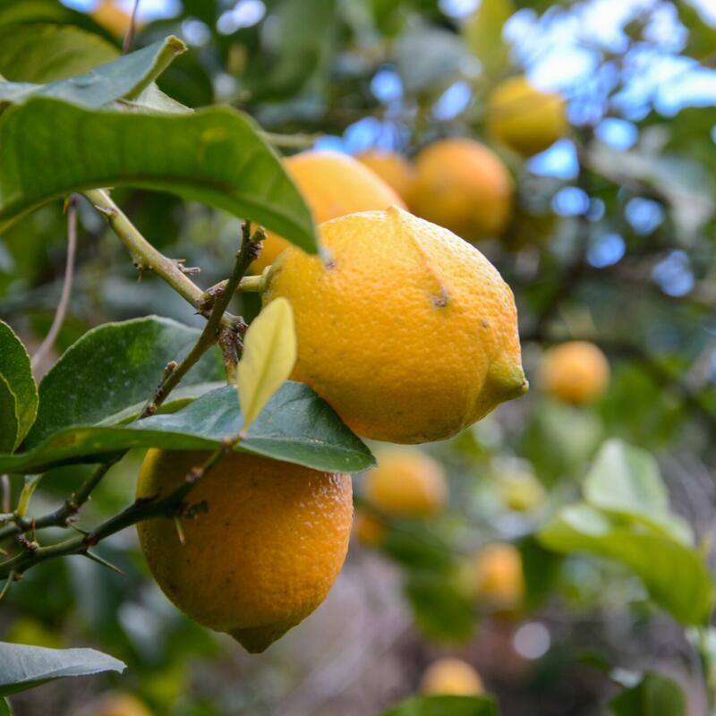 【ふるさと納税】＜来シーズン先行予約＞【訳あり・ご家庭用】和歌山県産完熟レモン＜選べる容量＞サイズ大小混合 2kg 3kg 5kg 7kg 10kg 皮まで使用可能！【2026年1月中旬より順次発送予定】 / れもん ワケアリ 訳アリ ノーワックス 柑橘 産地直送 由良町 和歌山 サムネイル3