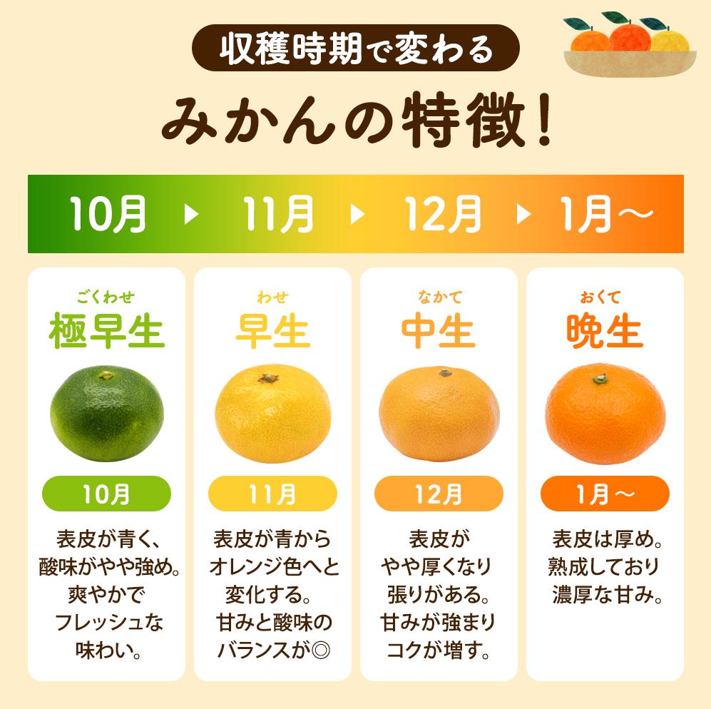 【ふるさと納税】 由良早生 みかん / 温州みかん 早生 甘い 訳あり 家庭用 和歌山 由良 3kg 5kg 10kg サイズお任せ ※2025年11月上旬頃から順次発送 サムネイル3