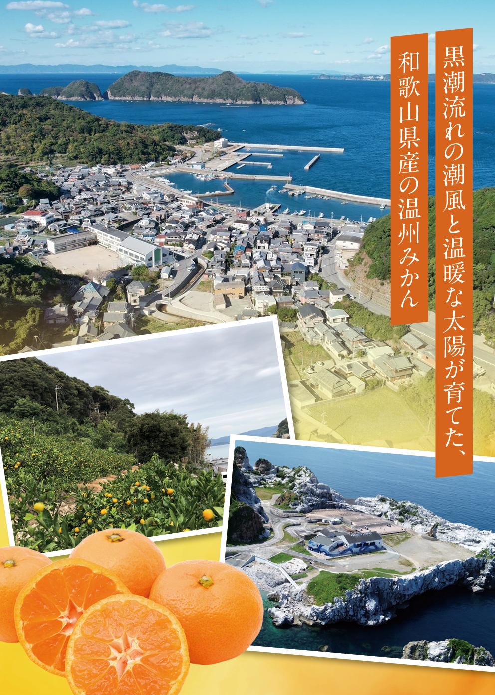 【ふるさと納税】和歌山県産　温州みかん10kg【先行予約】※2025年12月初旬頃～順次発送予定(お届け日指定不可) / みかん 由良町 ミカン 柑橘 期間限定 和歌山 温州 密柑 くだもの フルーツ 甘い ジューシー 果汁 サムネイル3