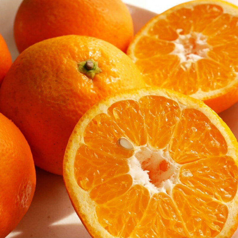 【ふるさと納税】【来シーズン先行予約】伊予柑 和歌山みかん 秀品 10kg 贈答用※2026年1月中旬頃に順次発送予定 / いよかん 柑橘 贈り物 フルーツ 果物 くだもの 食品 人気 おすすめ 送料無料 由良町 サムネイル2