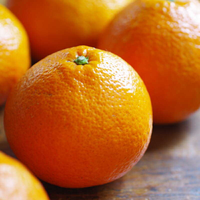 【ふるさと納税】【来シーズン先行予約】伊予柑 和歌山みかん 秀品 10kg 贈答用※2026年1月中旬頃に順次発送予定 / いよかん 柑橘 贈り物 フルーツ 果物 くだもの 食品 人気 おすすめ 送料無料 由良町 サムネイル3