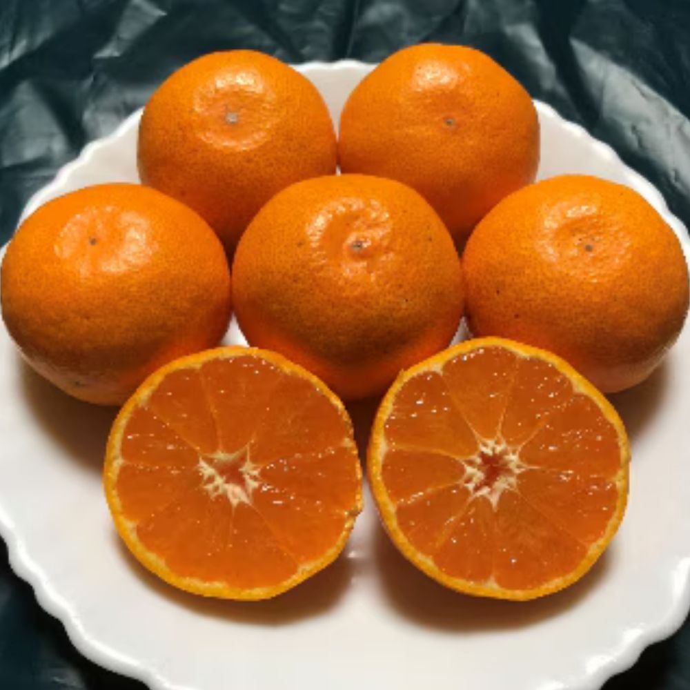 【ふるさと納税】【先行予約】有田みかん（訳あり・サイズ混合）約5kg※2025年11月上旬頃から順次発送予定（お届け時間帯指定可） / 蜜柑 柑橘 ミカン フルーツ 果物 くだもの 食品 人気 おすすめ 産地直送 和歌山県 由良町 サムネイル2