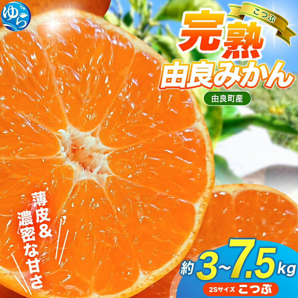 【評価4.8超！】 みかん 小玉 完熟 由良みかん / 温州 みかん こつぶ 小粒 和歌山 甘い 高級 3kg 5kg 7.5kg ※2026年11月下旬～12月下旬に順次発送予定