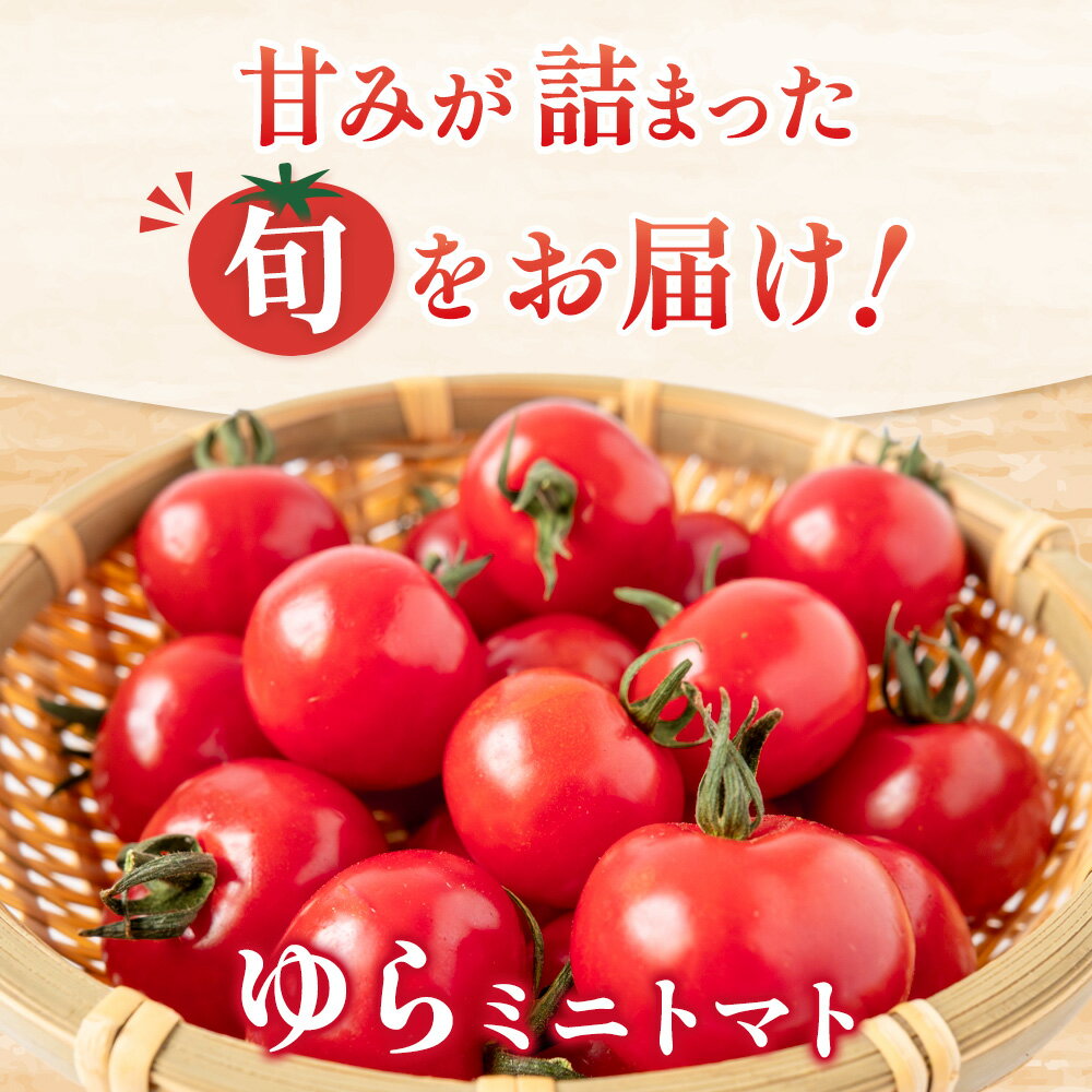 【ふるさと納税】 ミニトマト ゆら / プチトマト 和歌山 産地直送 甘い トマト 由良 2kg ※2025年10月中旬頃から順次発送予定(お届け日指定不可) サムネイル2