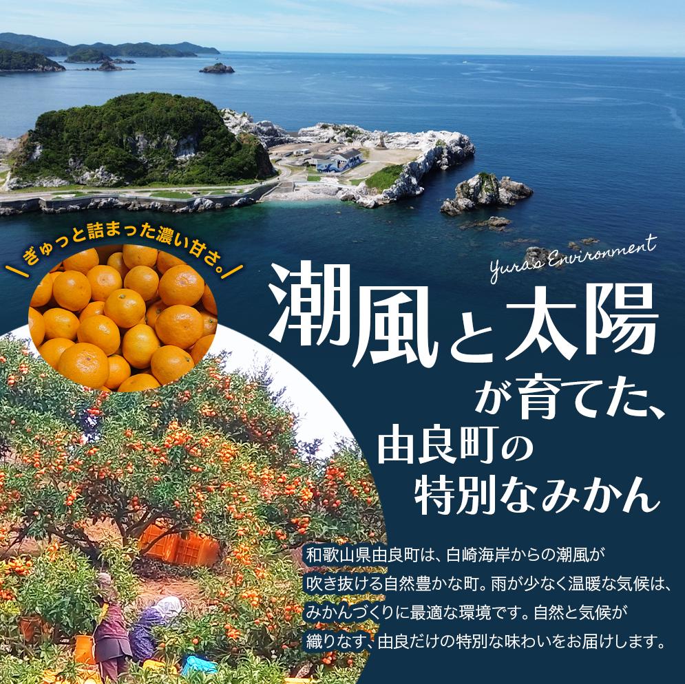 【ふるさと納税】 ＼評価★5／ みかん 秀品 完熟 「由良みかん」 / 温州 和歌山 甘い 高級 贈答 3kg 5kg 7.5kg ※2025年11月下旬頃から順次発送予定(お届け日指定不可) サムネイル3