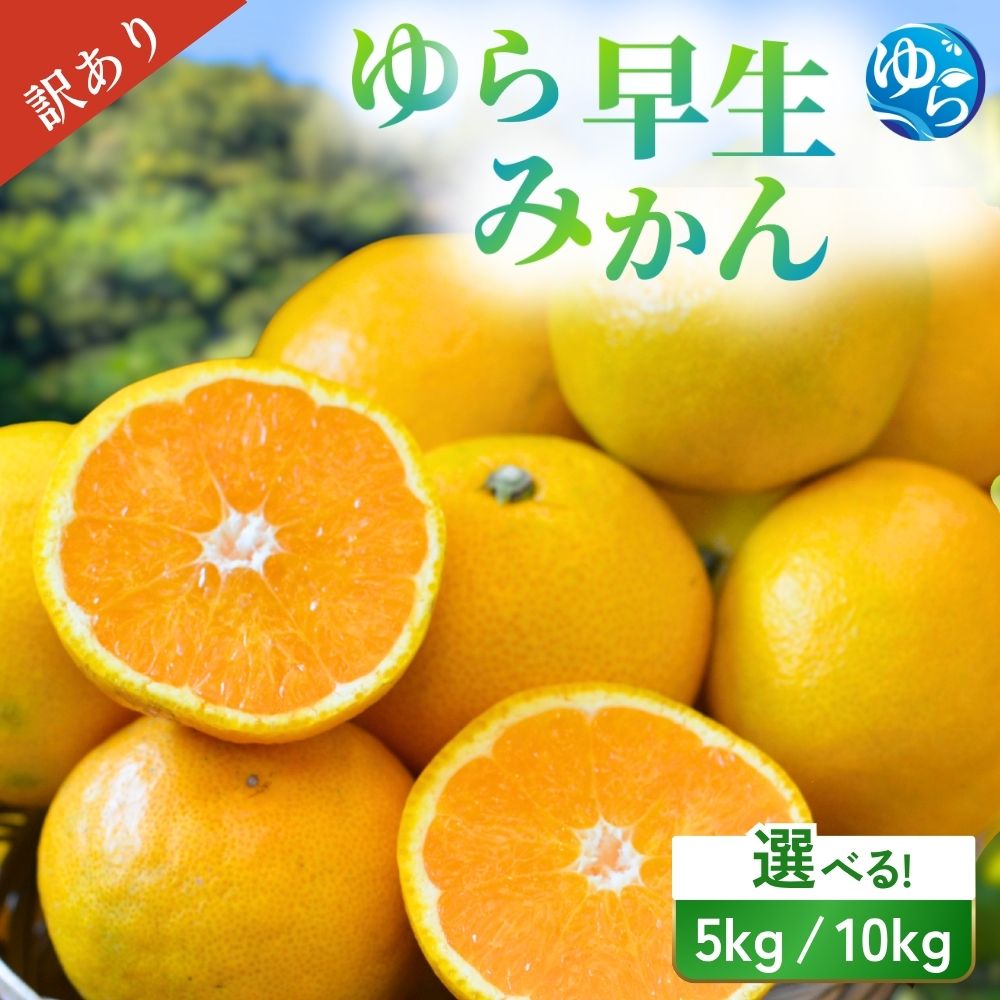 ＼訳あり／ ゆら早生みかん 5kg 10kg【2025年10月初旬～順次発送予定】/ みかん ミカン 和歌山県 柑橘 早生 甘い 蜜柑 フルーツ 果物 くだもの 食品 産地直送 由良町 ご家庭用 ゆら早生 早生みかん