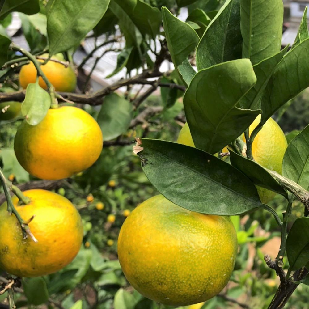 【ふるさと納税】 ＼訳あり／ ゆら早生みかん 5kg 10kg【2025年10月初旬～順次発送予定】/ みかん ミカン 和歌山県 柑橘 早生 甘い 蜜柑 フルーツ 果物 くだもの 食品 産地直送 由良町 ご家庭用 ゆら早生 早生みかん サムネイル2