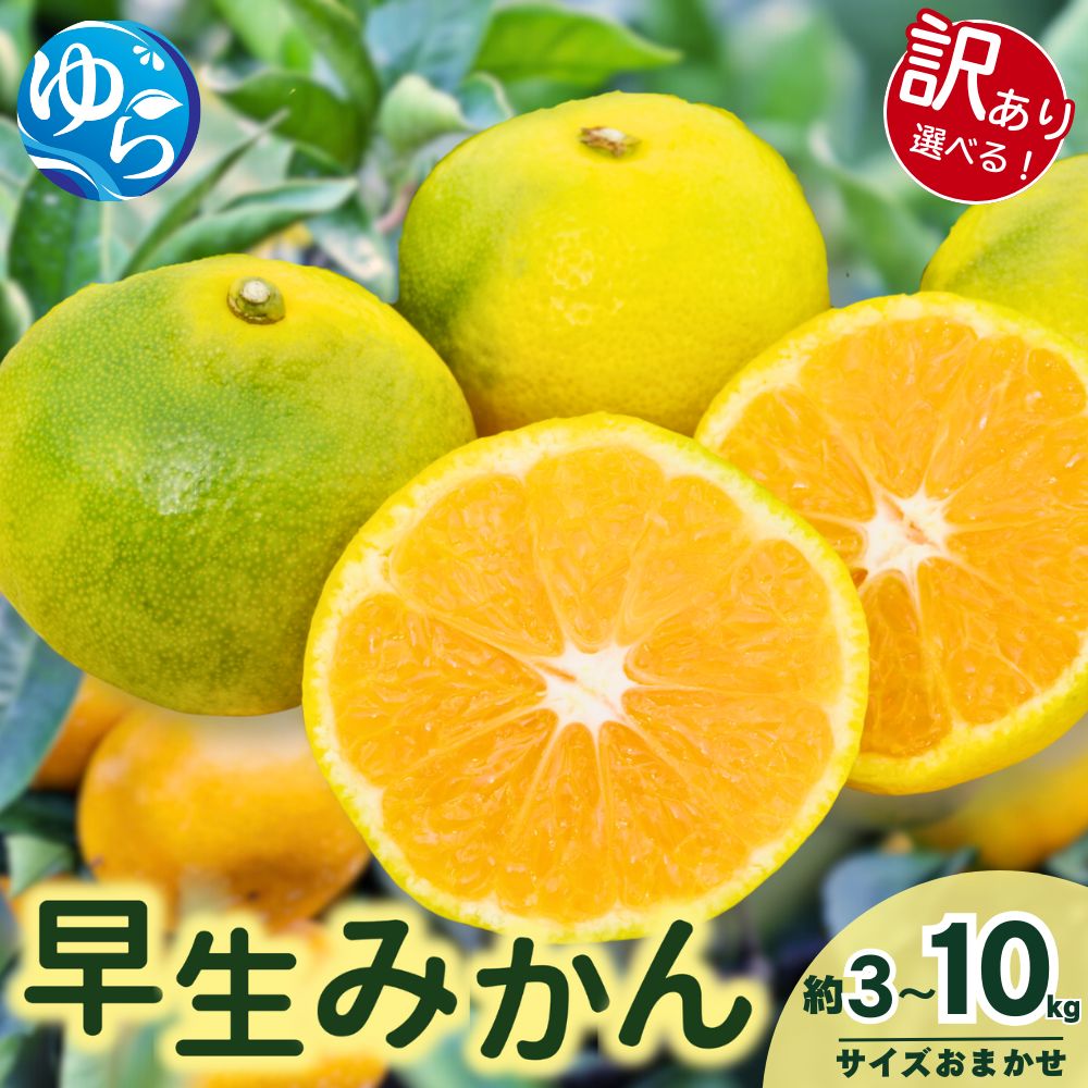 由良早生 みかん / 温州みかん 早生 甘い 訳あり 家庭用 和歌山 由良 3kg 5kg 10kg サイズお任せ ※2025年11月上旬頃から順次発送